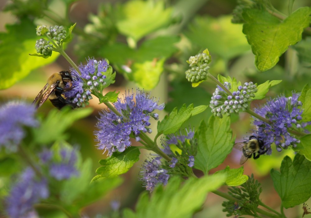 Hint of Gold blue mist shrub in early September