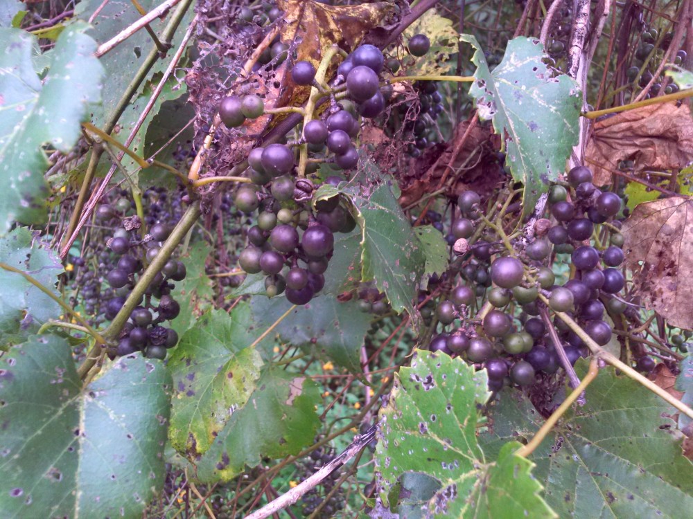 Riverbank grape