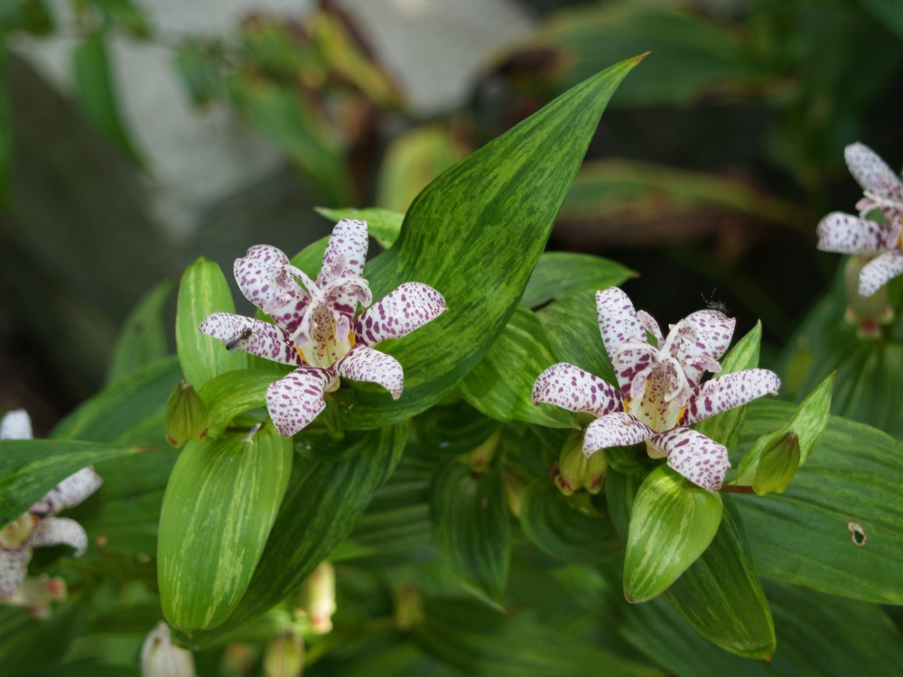 Stems of Lightning Strike toad lily have lost rigidity in the late summer drought, but flowering has not been effected.