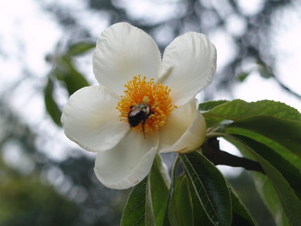 Franklinia flower in late August