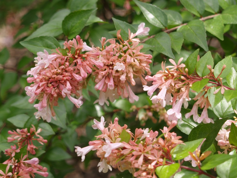 Canyon Creek abelia in late August