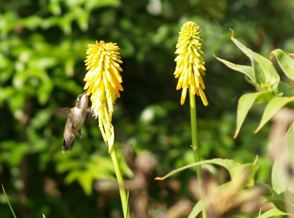Hummingbird and red hot poker