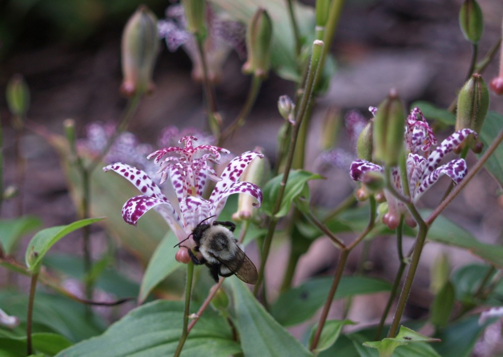 Bumblebee "stealing" nectar from a toad lily flower.
