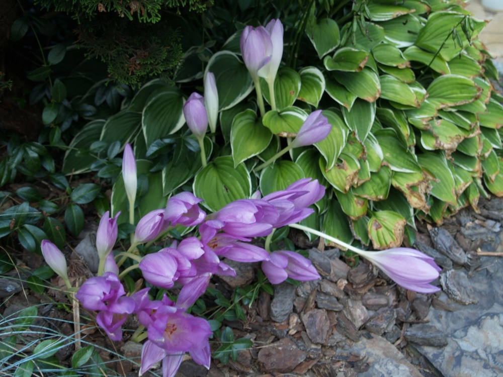 Autumn crocus