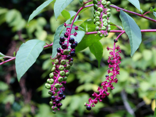 Pokeweed
