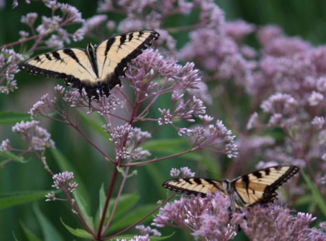 Swallowtail butterflies on Joe Pye