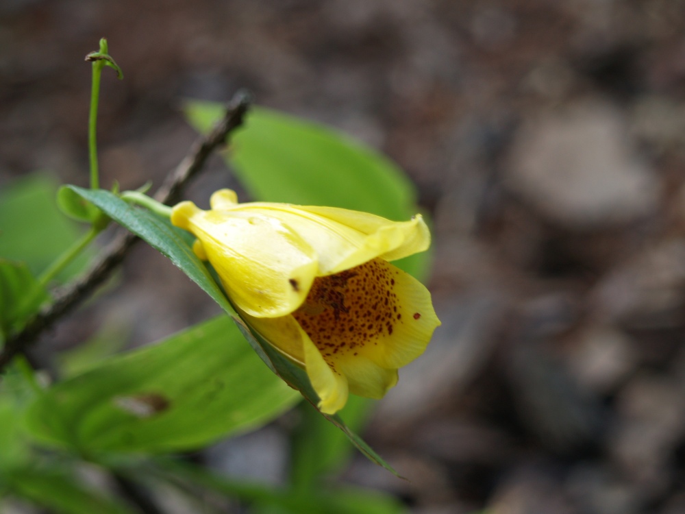 Yellow toad lily