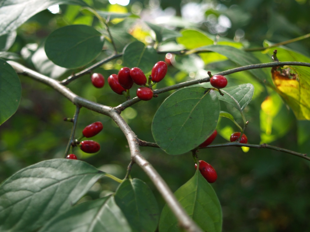 Red berries on Spicebush in early autumn