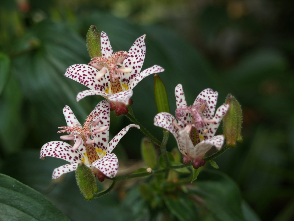 Empress toad lily in mid October