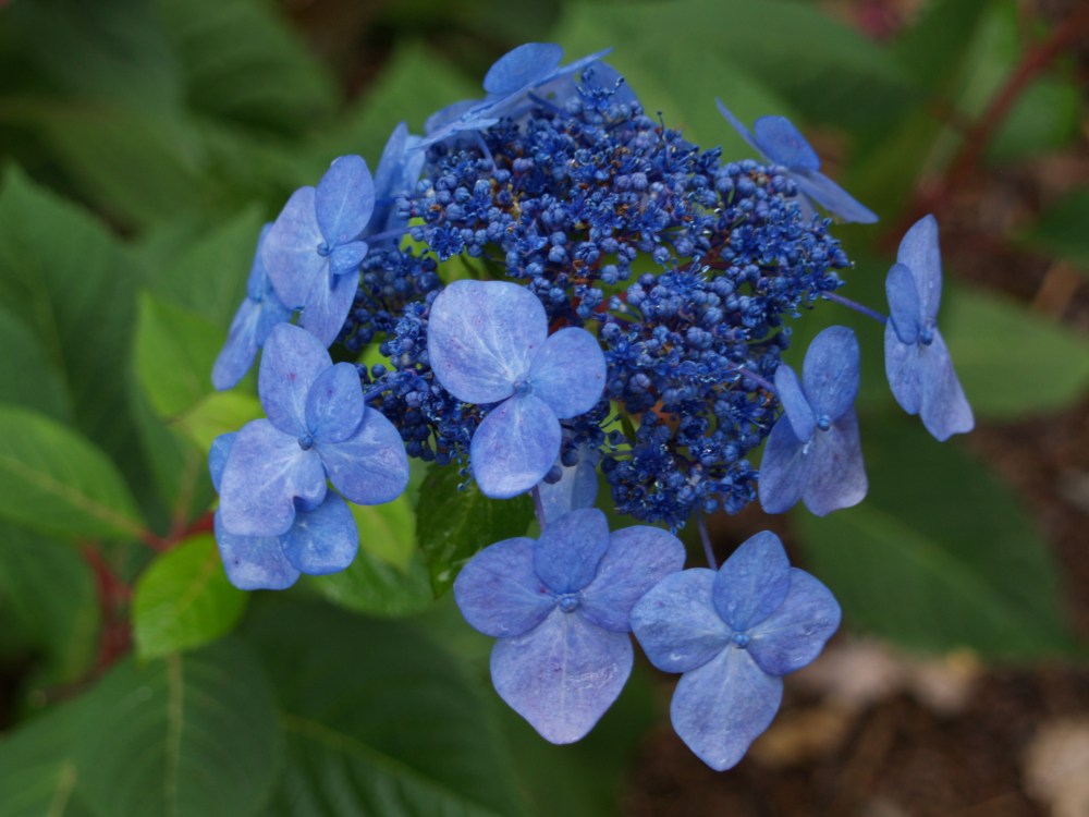 Twist N'Shout lacecap hydrangea in early November 