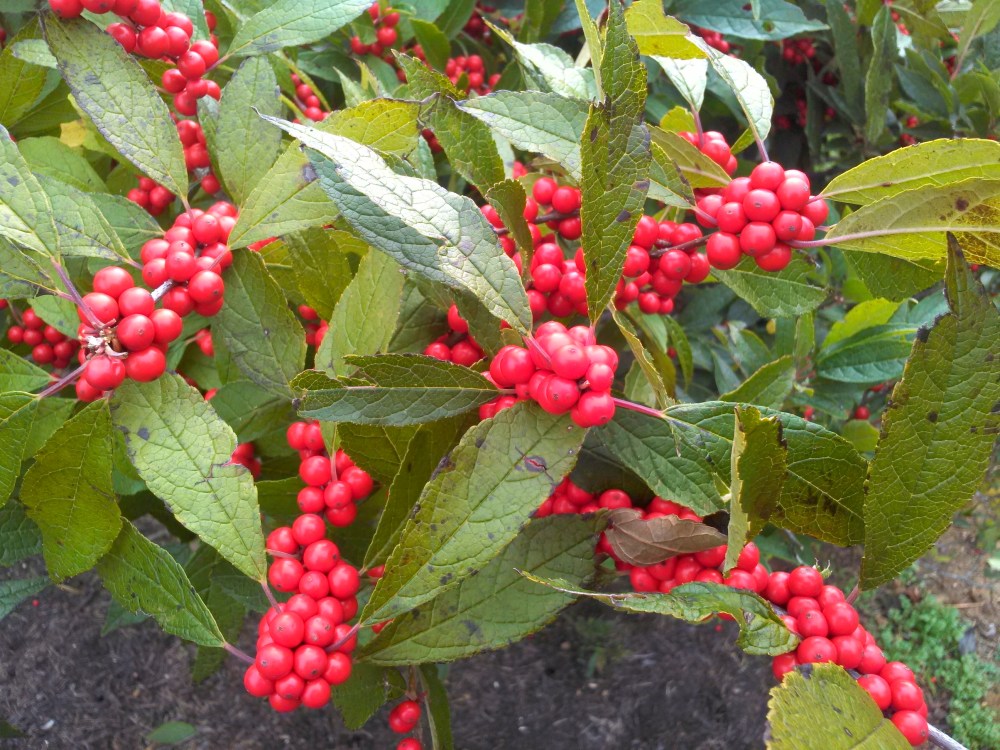 Berries on a deciduous holly in early November in a friend's garden