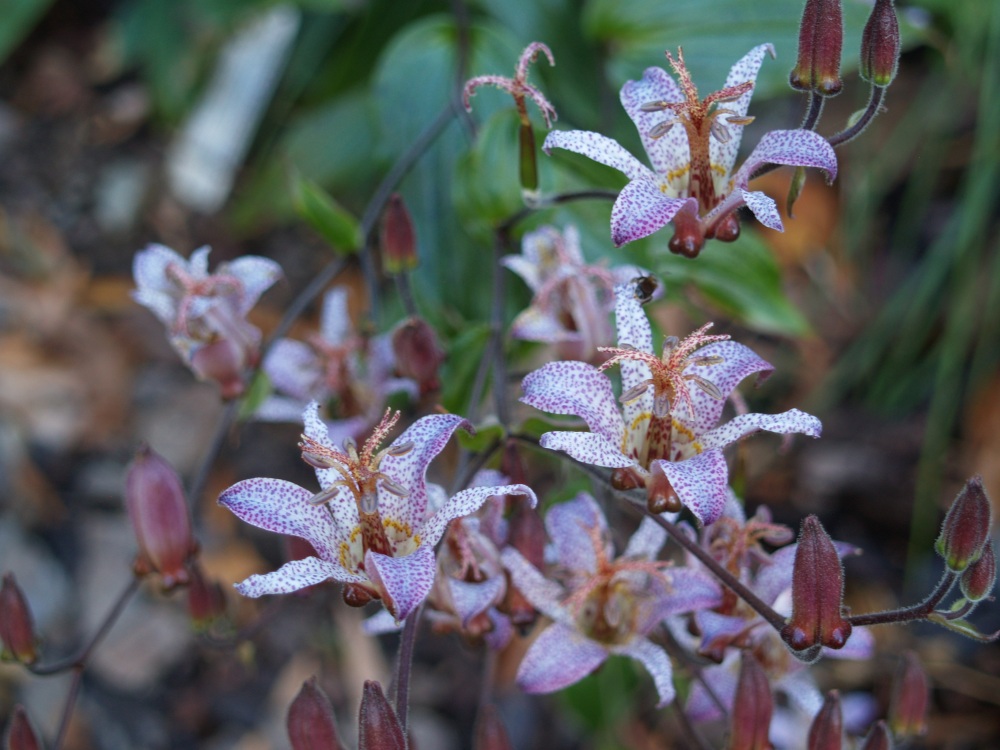 W-Hop-ing toad lily in early November