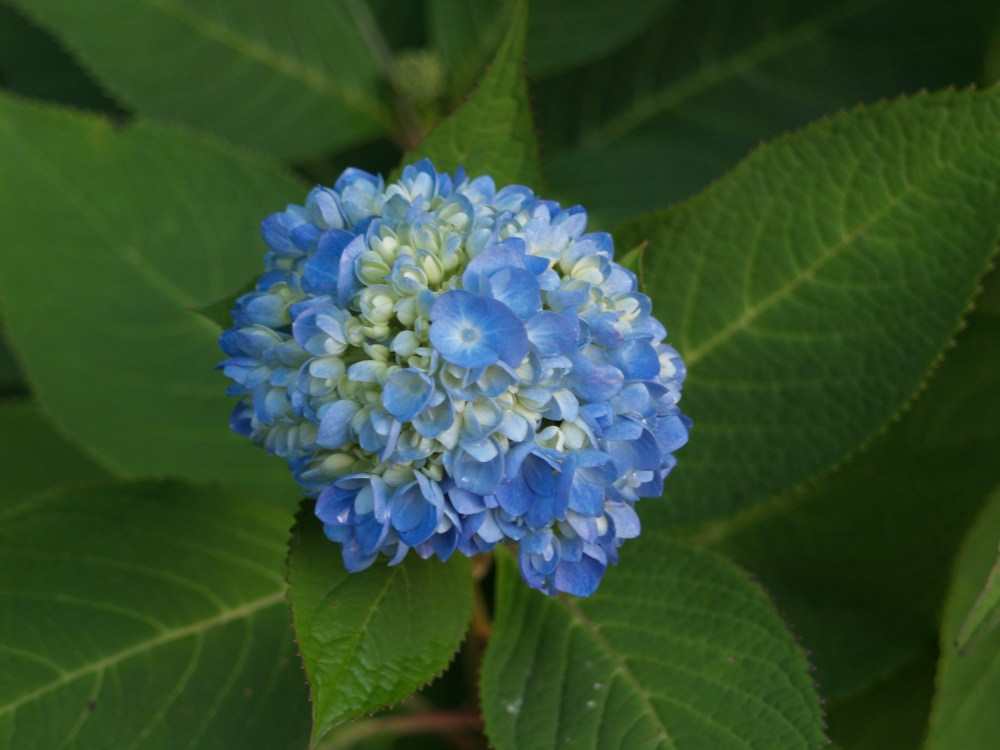 Mophead hydrangea in early November 
