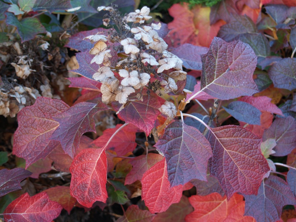 Oakleaf hydrangea in early November
