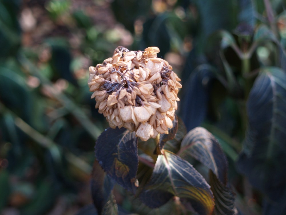Mophead hydrangea after a freeze
