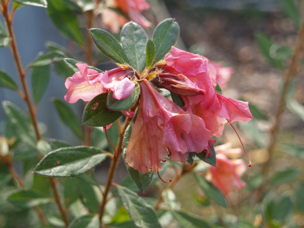 Flowers of Encore azaleas wilted by freeze 