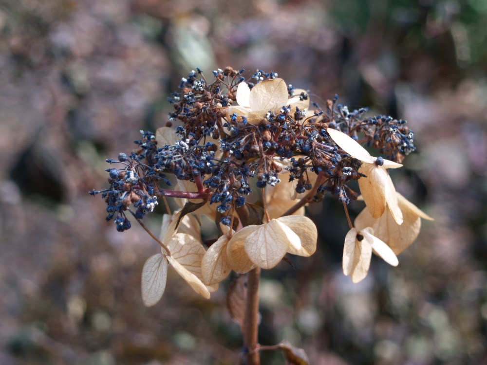 Lacecap hydrangea after a freeze