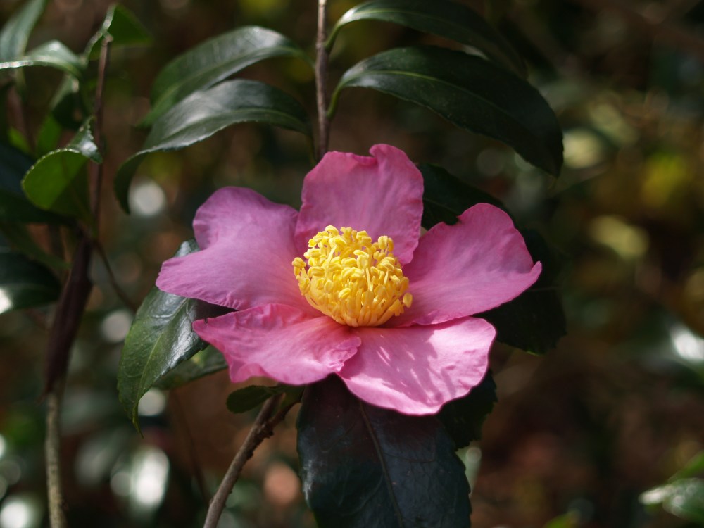 Winter's Star camellia in early November