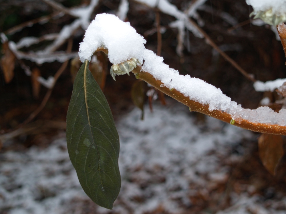 A lone leaf hangs limp on paperbush after freezing temperatures
