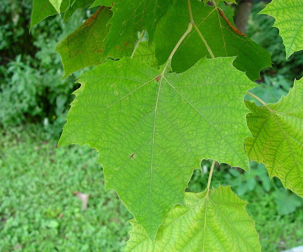 Sycamore leaf