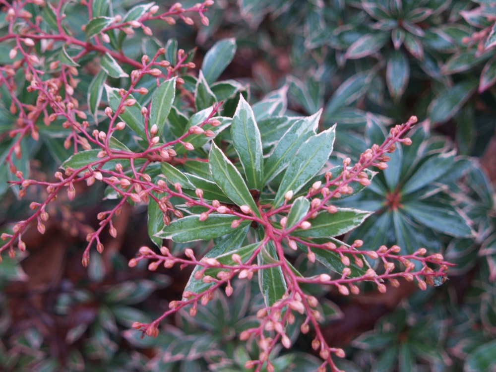 Little Heath pieris in late December