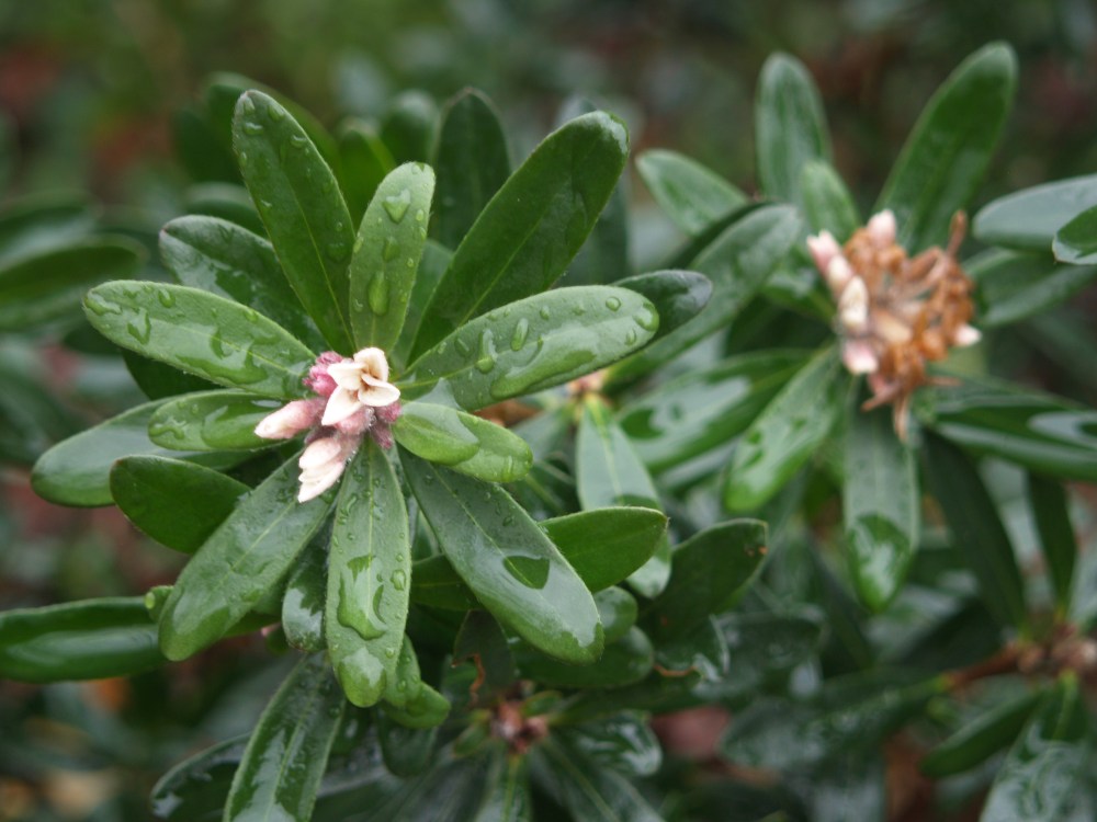 Eternal Fragrance daphne beginning to flower in mid December