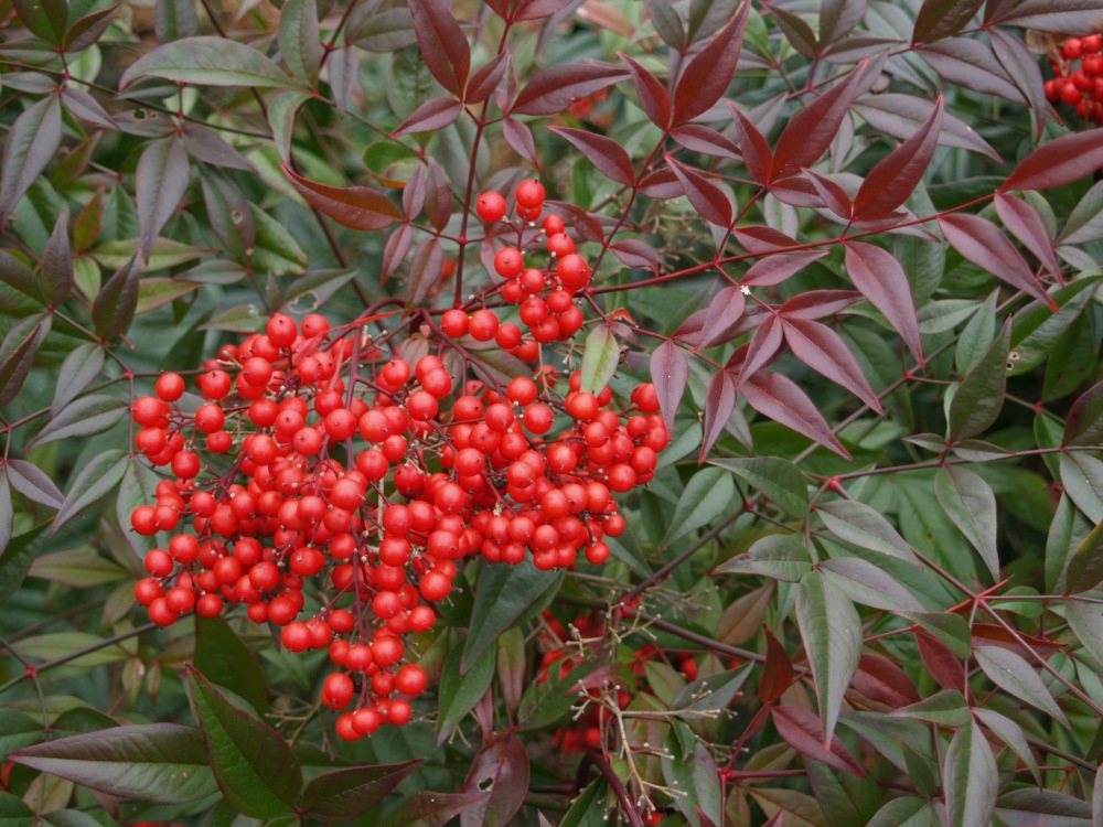 Berries of Nandina domestica in early December