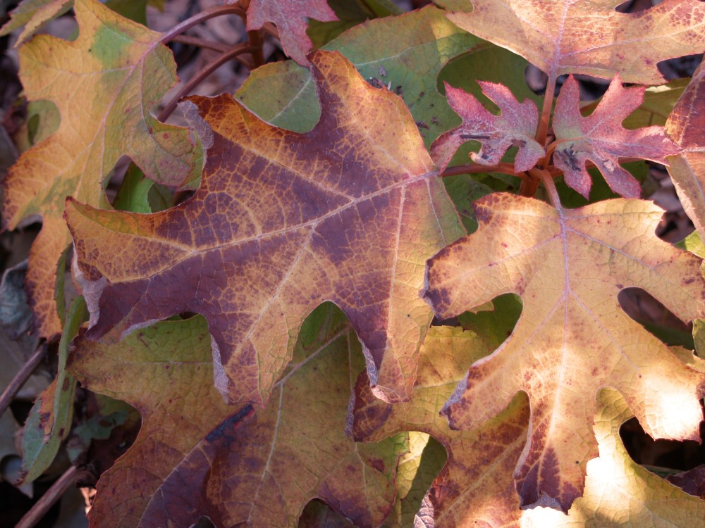 Little Honey hydrangea in mid December
