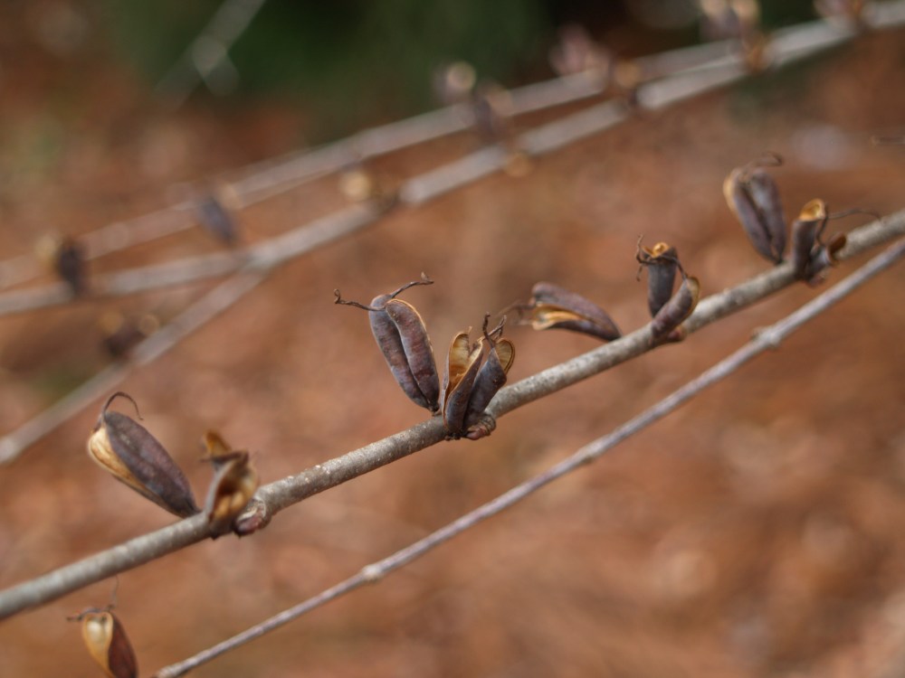 Seed carpels on Katsura tree in late December