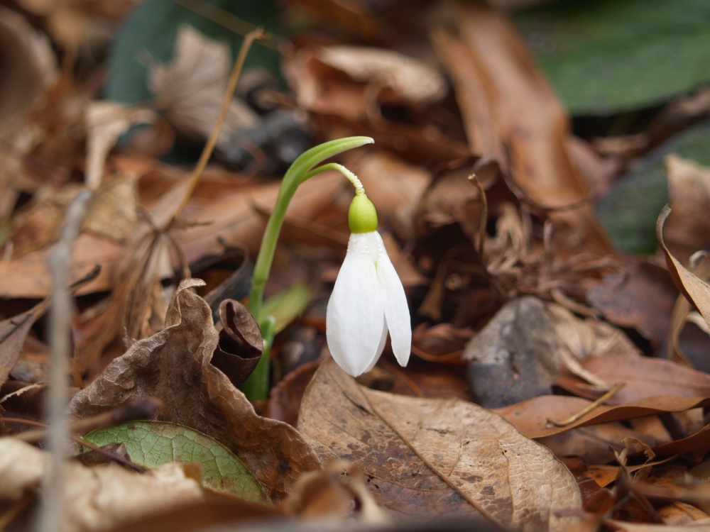 The first snowdrop in late November - barely standing above deeply piled leaves.