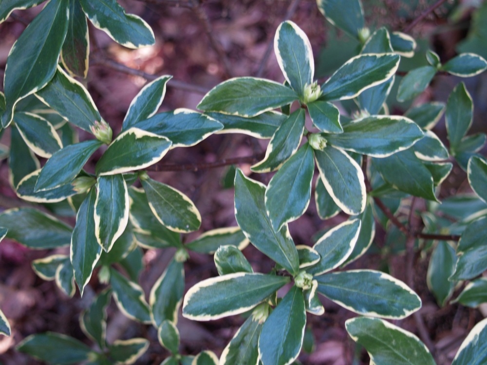 Variegated Winter daphne in January