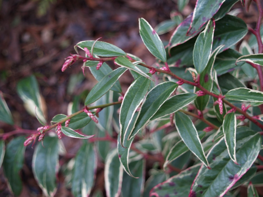 Variegated Coast leucothoe in early January