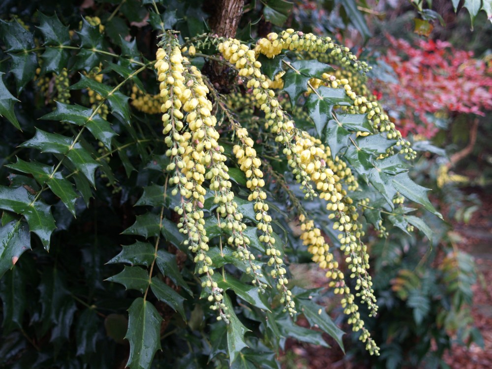 Winter Sun mahonia in early January