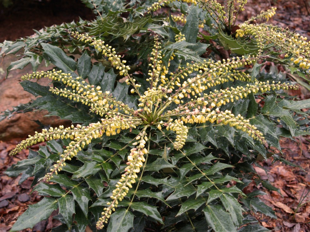 Charity mahonia in early January