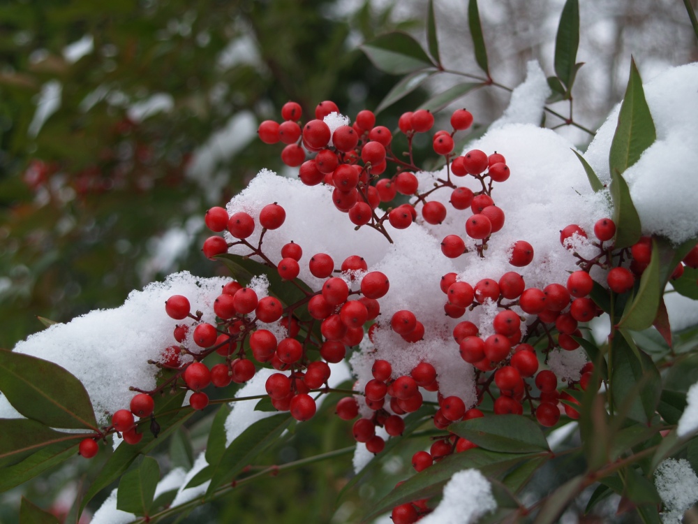 Nandina in the snow