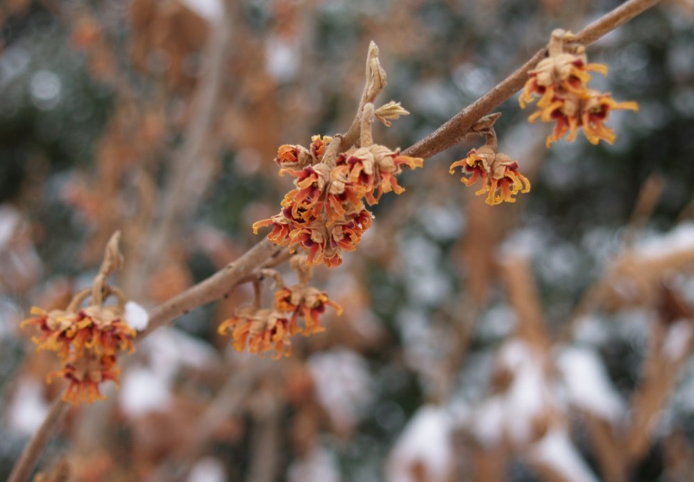 Vernal witch hazel in early January