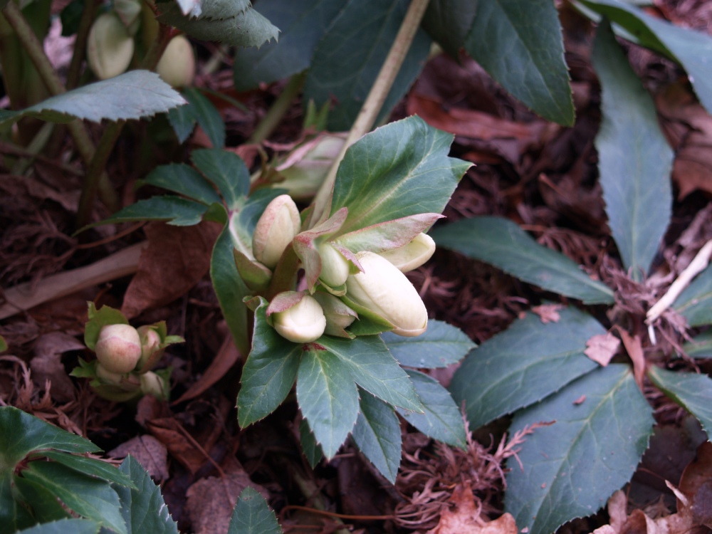 Hellebrore ready to flower in late January