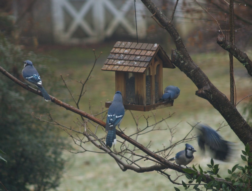 Bluejays vie for position on the feeder