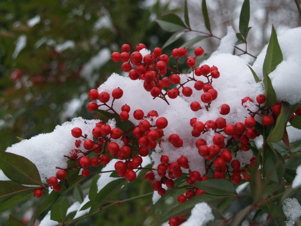 A snow covered nandina