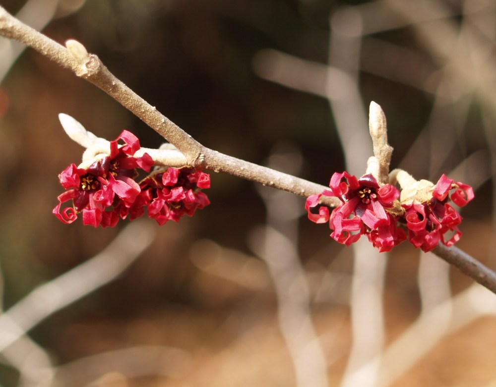 Tightly bundled flowers of Diane witch hazel
