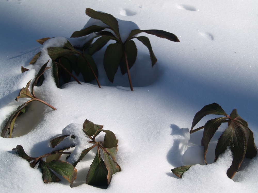 This hefty hellebores pokes through the recently fallen snow