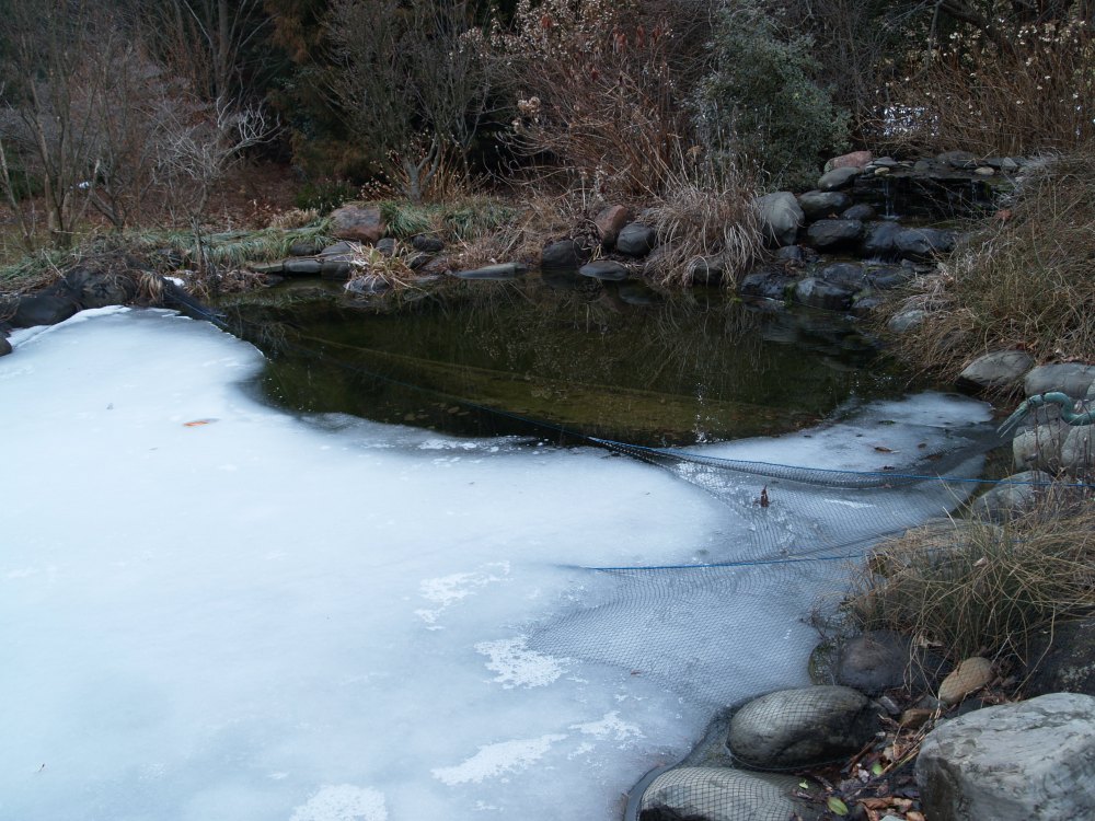 Ice is finally melting on the koi pond in mid March