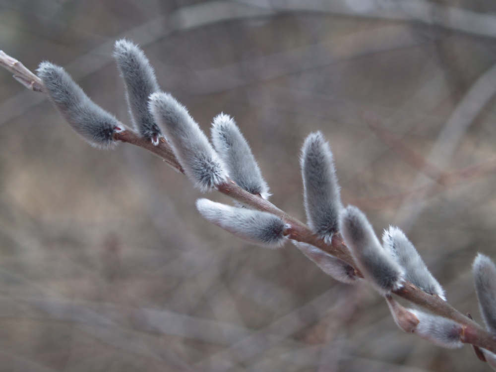 Pussy willow catkins in mid March