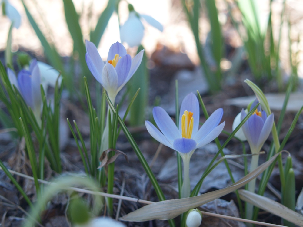 Several small groups of crocus remain that have not been dug up by the gardener or by squirrels. 