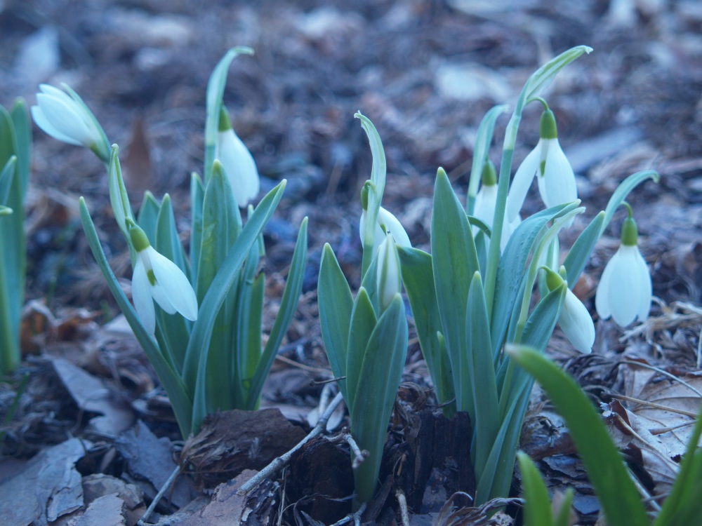 Snowdrops in mid March