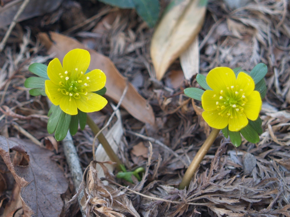 Only a few Winter aconites remain from the original planting