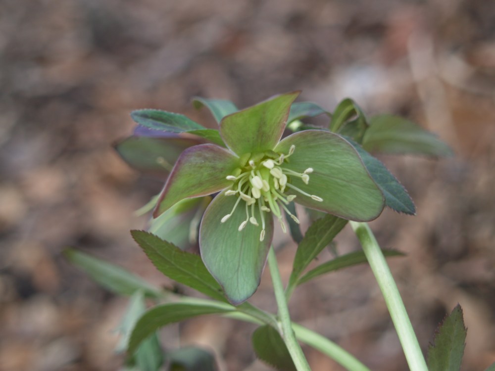 Helleborus multifidus x Helleborus x hybridus