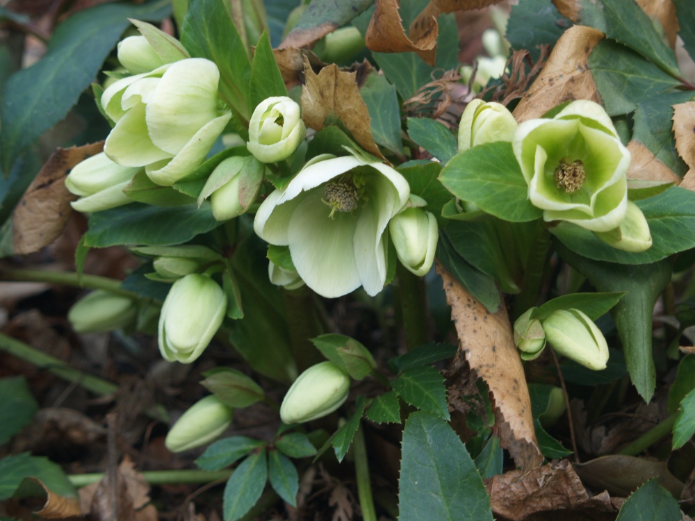 An established hellebore ready to burst into flower
