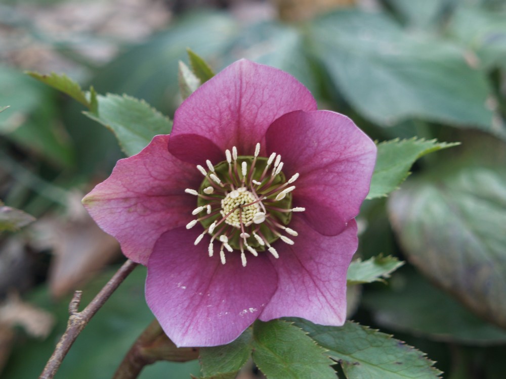 One of the many dozens of hellebore seedlings