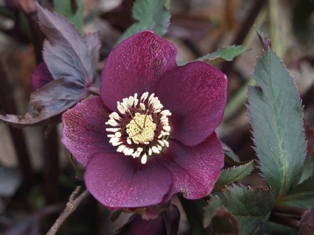 Flowers of established hellebores are more readily seen after foliage is removed 
